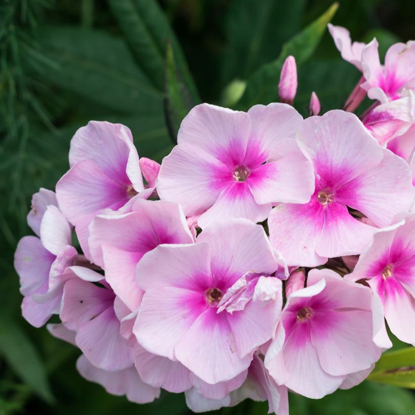Phlox Volcano® Blush Shades