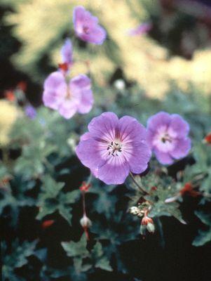 Geranium Rozanne