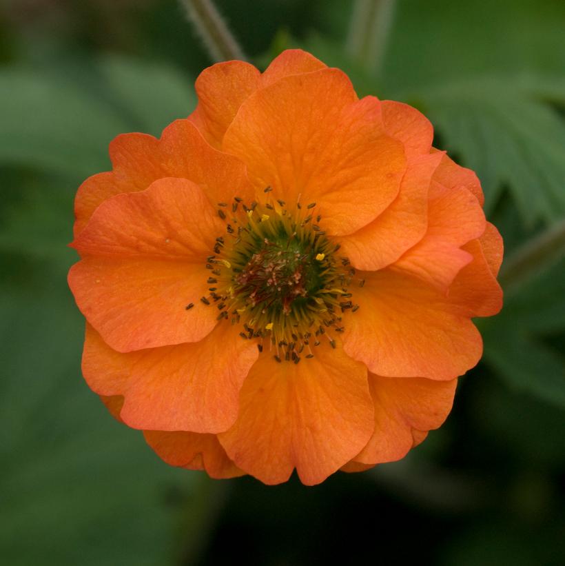 Geum Totally Tangerine™