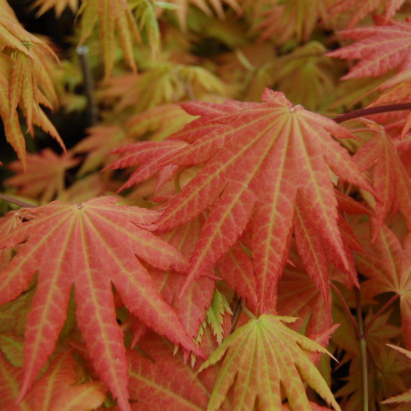 Acer shirasawanum Autumn Moon