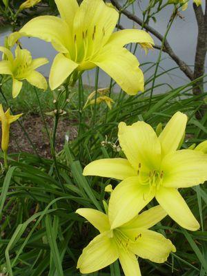 Hemerocallis Hyperion-Yellow