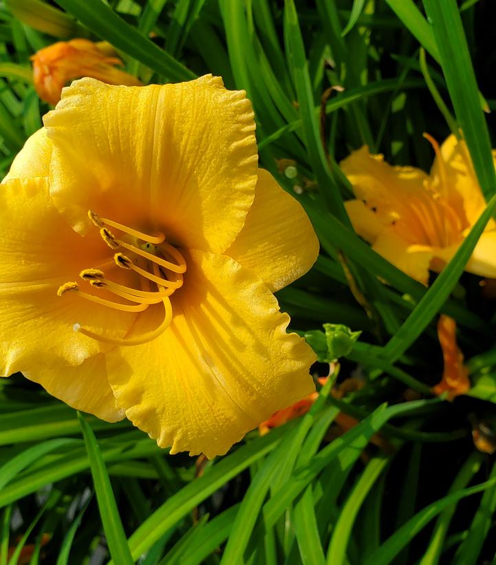 Hemerocallis Apricot Sparkles