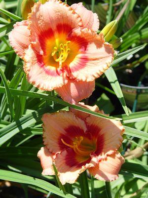 Hemerocallis Strawberry Candy