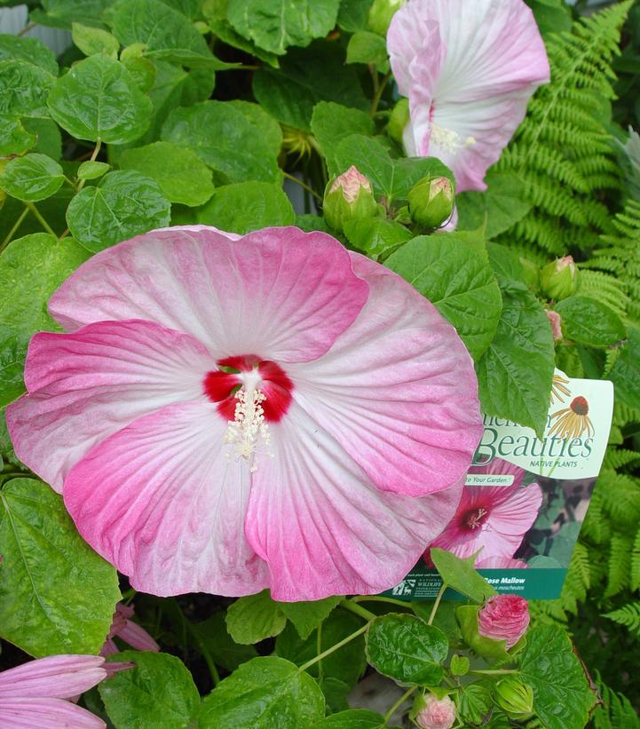 Hibiscus moscheutos 