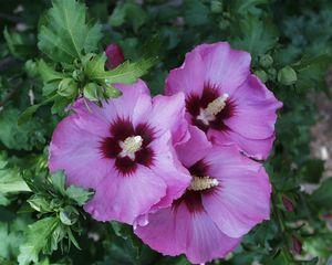 Hibiscus syriacus Minerva