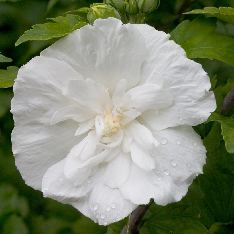 Hibiscus syriacus White Chiffon®