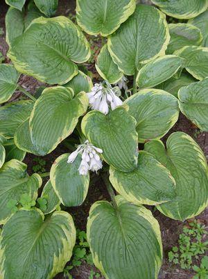 Hosta Frances Williams