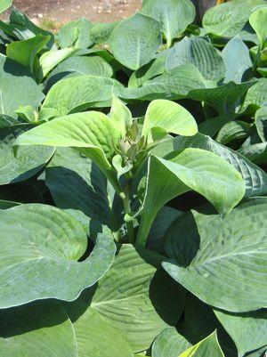 Hosta sieboldiana Elegans