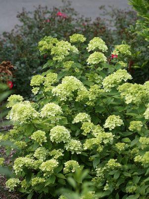 Hydrangea pan. Little Lime®