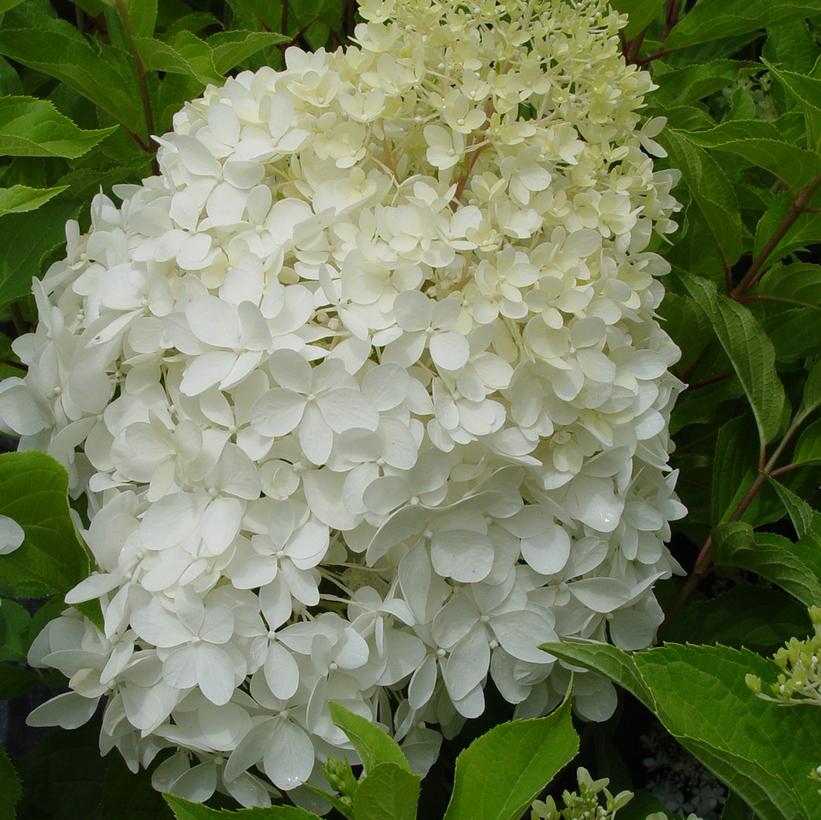 Hydrangea x pan. 'Phantom'