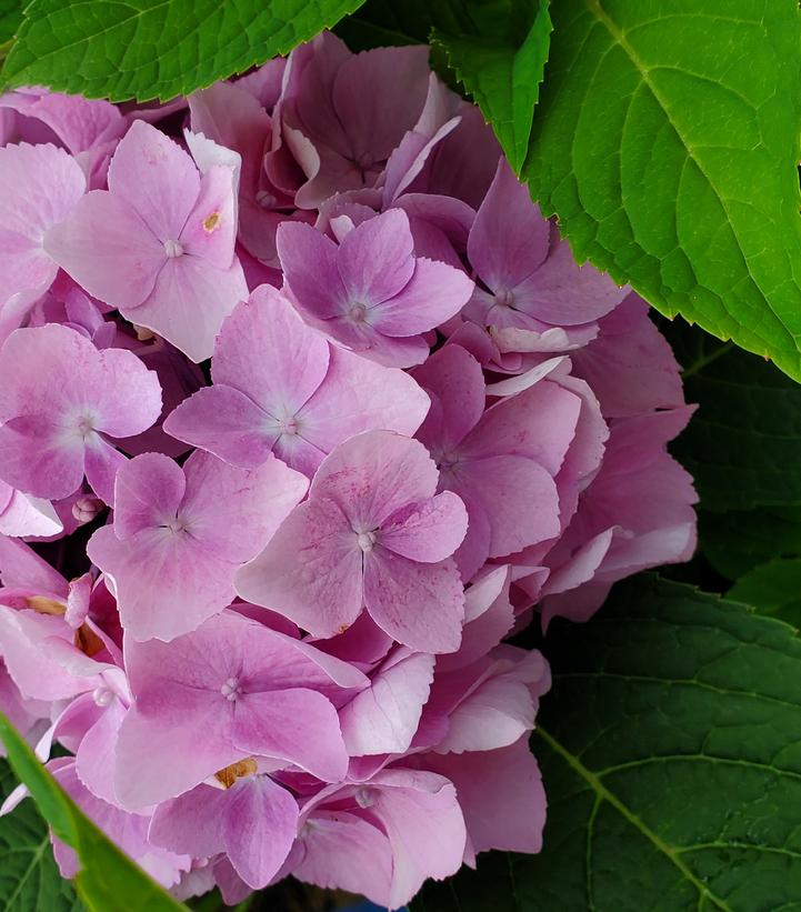 Hydrangea mac. Endless Summer® Collection Endless Summer® The Original