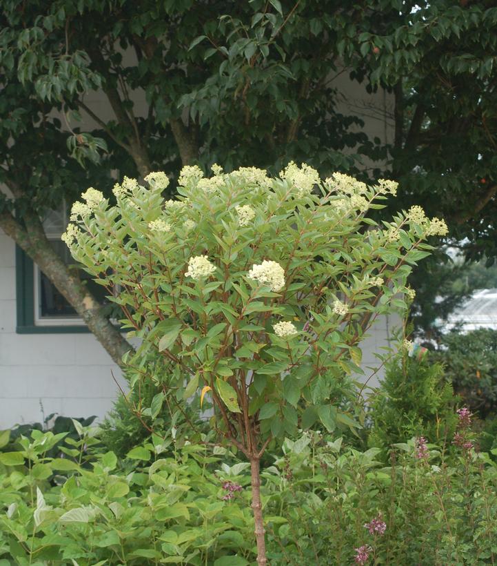 Hydrangea pan. 'Grandiflora'