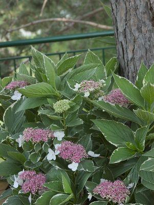 Hydrangea mac. Light O Day