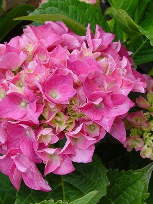 Hydrangea mac. Pia