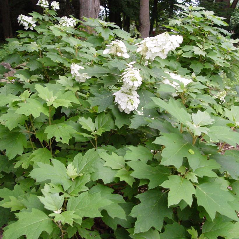 Hydrangea quercifolia Snow Queen™