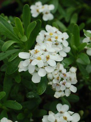 Iberis sempervirens Snowflake