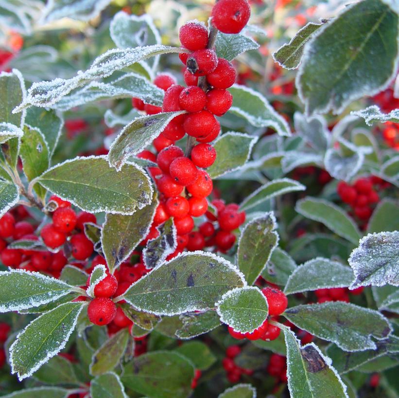 Ilex verticillata 