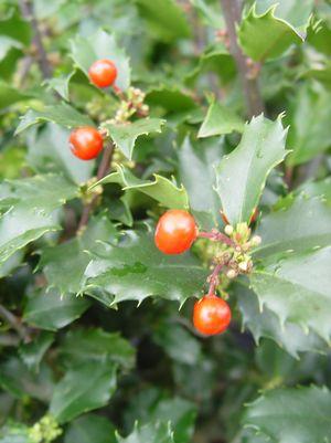 Ilex X meserveae 'Berryific'