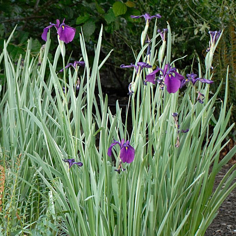 Iris ensata Variegata