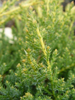 Juniperus chinensis 'Gold Star'