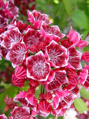 Kalmia lat. Kaleidoscope