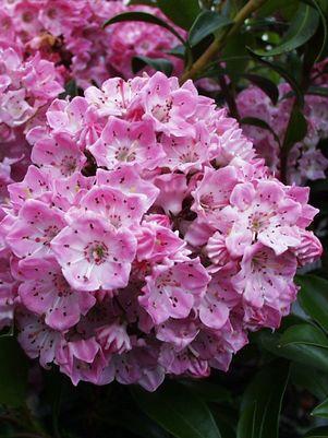 Kalmia latifolia Pink Globe