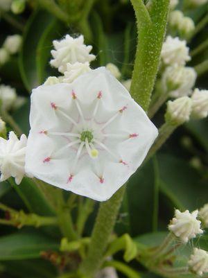 Kalmia lat. Snowdrift