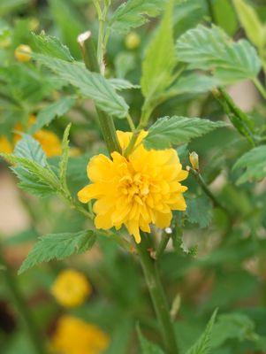 Kerria japonica Pleniflora