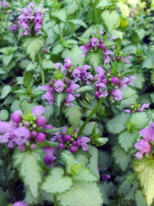 Lamium Orchid Frost