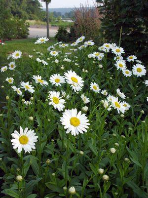 Leucanthemum X superbum Becky