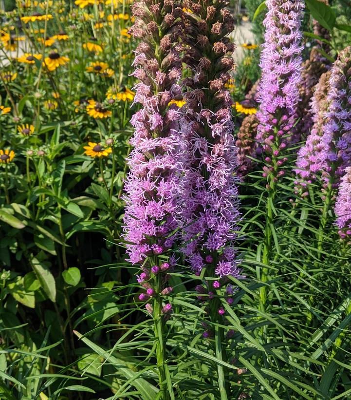 Liatris spicata Kobold Original