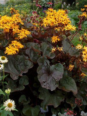 Ligularia dentata 'Britt Marie Crawford'