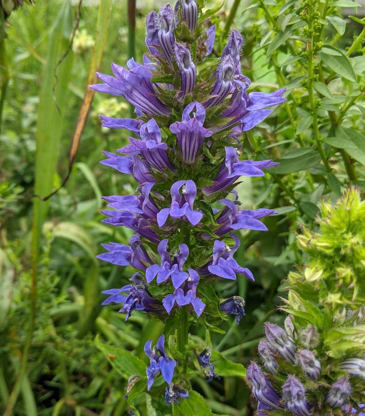 Lobelia siphilitica 