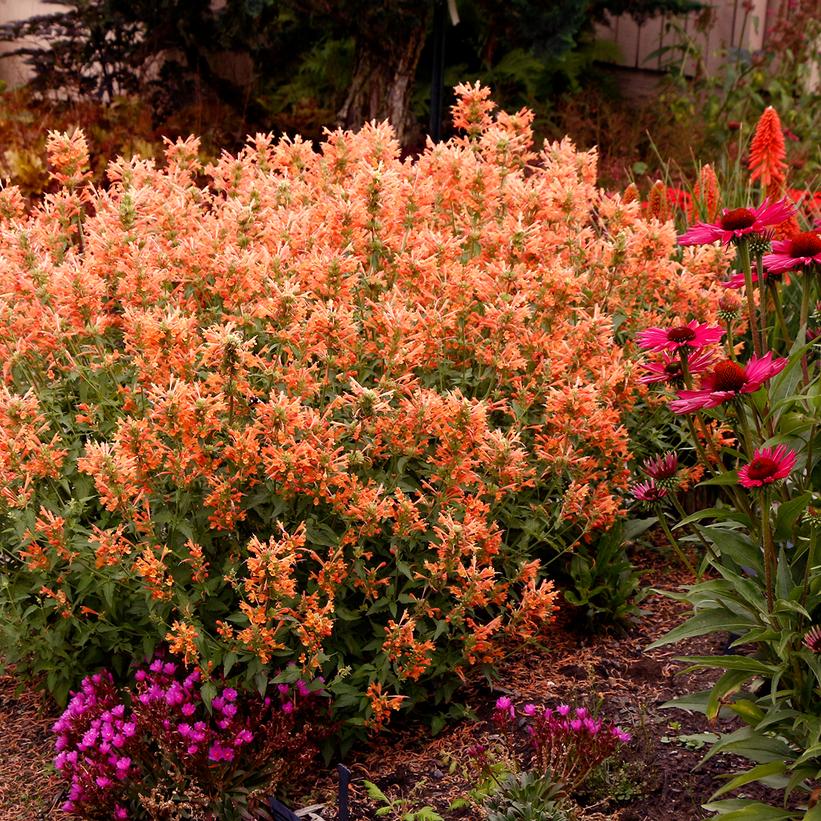 Agastache x Poquito® Orange