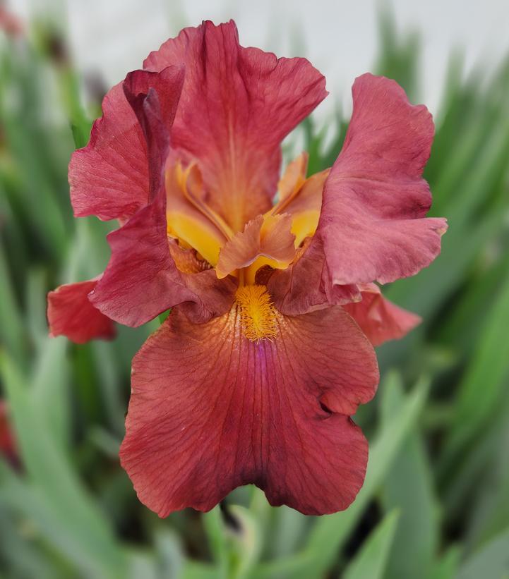 Iris germanica 'My Friend Jonathan'