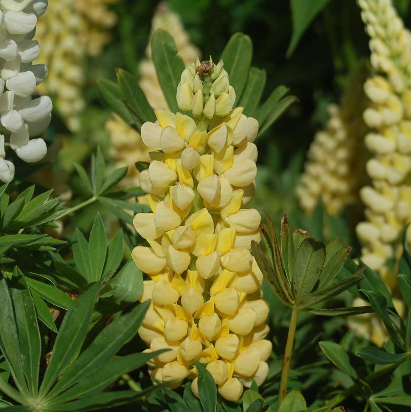 Lupinus Chandelier