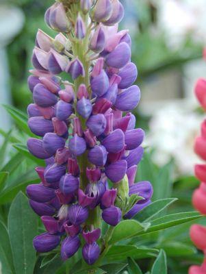 Lupinus Gallery Blue