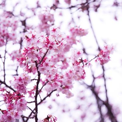 Prunus subhirtella 'Autumnalis'