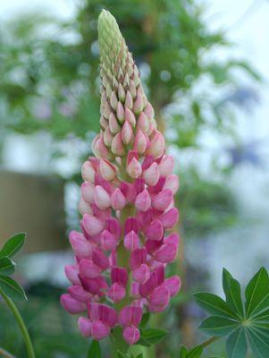 Lupinus Gallery Red