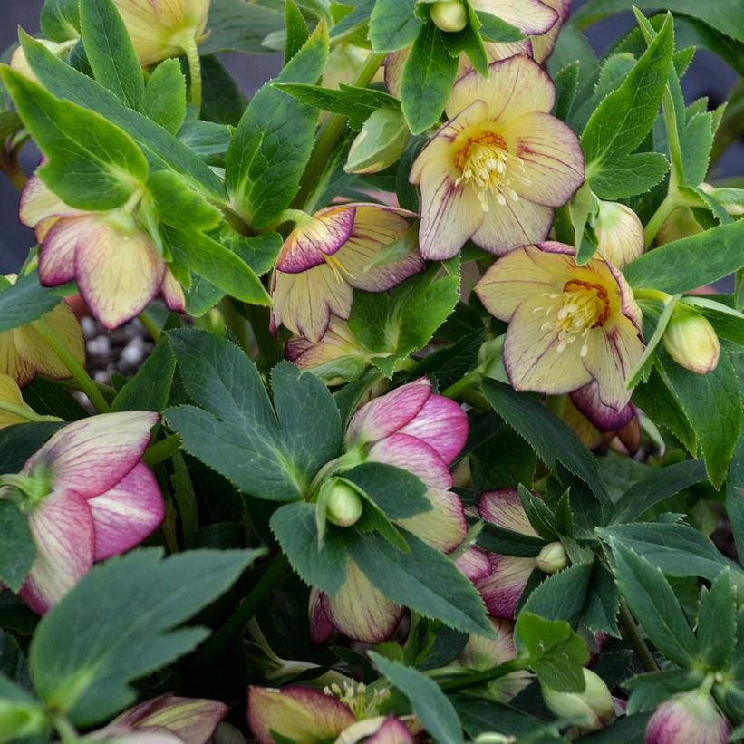 Helleborus Honeymoon® 'Tropical Sunset'