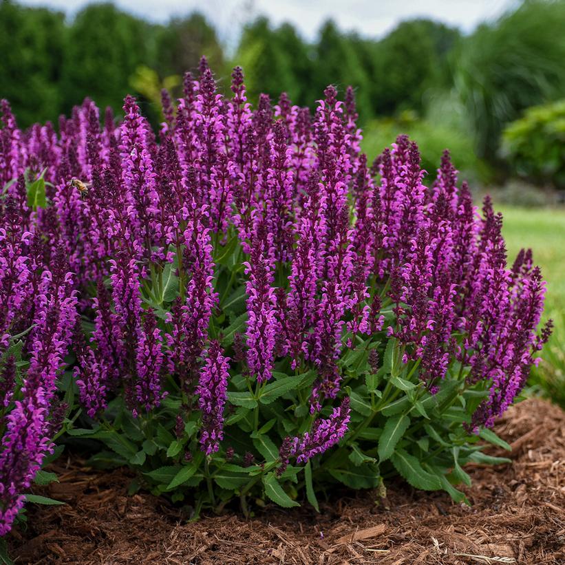 Salvia nemorosa 'Bumbleberry'