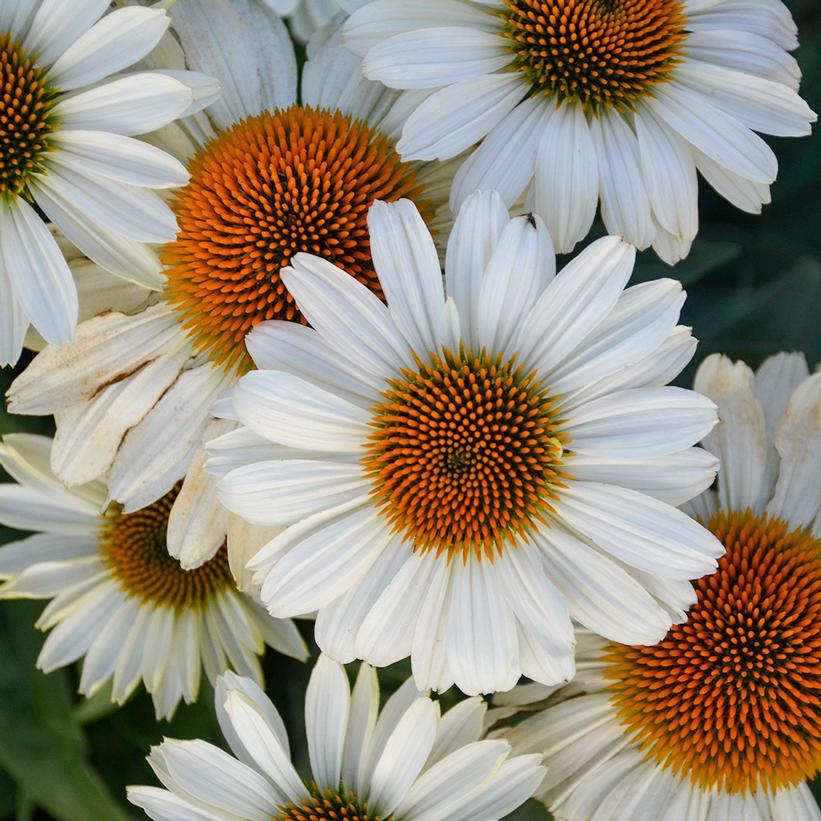 Echinacea purpurea Eye-catcher™ Swan Song