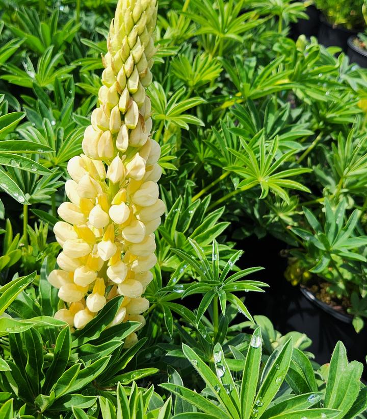 Lupinus p. lupini 'Yellow Shades'