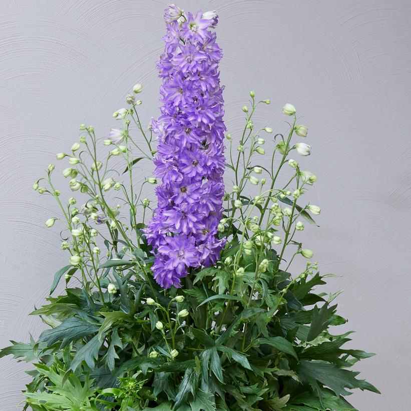 Delphinium Delgenius™ 'Breezin'