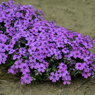 Phlox subulata 'Eye Shadow'