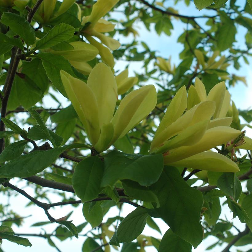 Magnolia X Butterflies