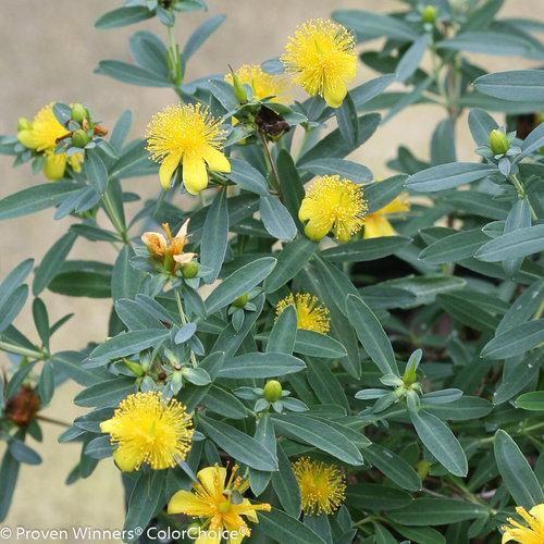 Hypericum kalmianum Blues Festival®