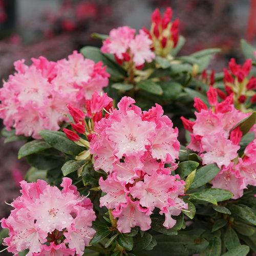 Rhododendron x Dandy Man Color Wheel®