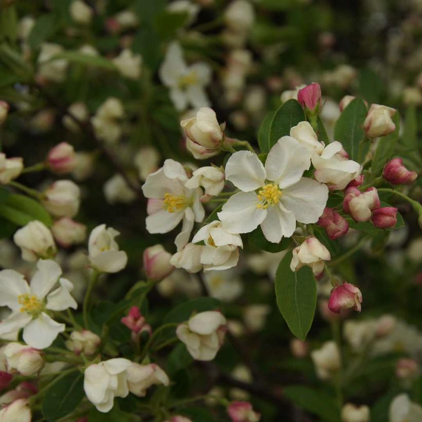 Malus x LOLLIPOP®