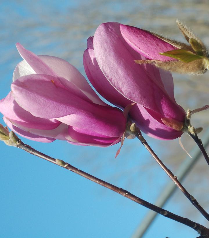 Magnolia liliiflora Jane